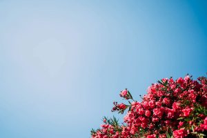 Finca Son Berga Wedding | Maggie & Nathan Mallorca Wedding Photos