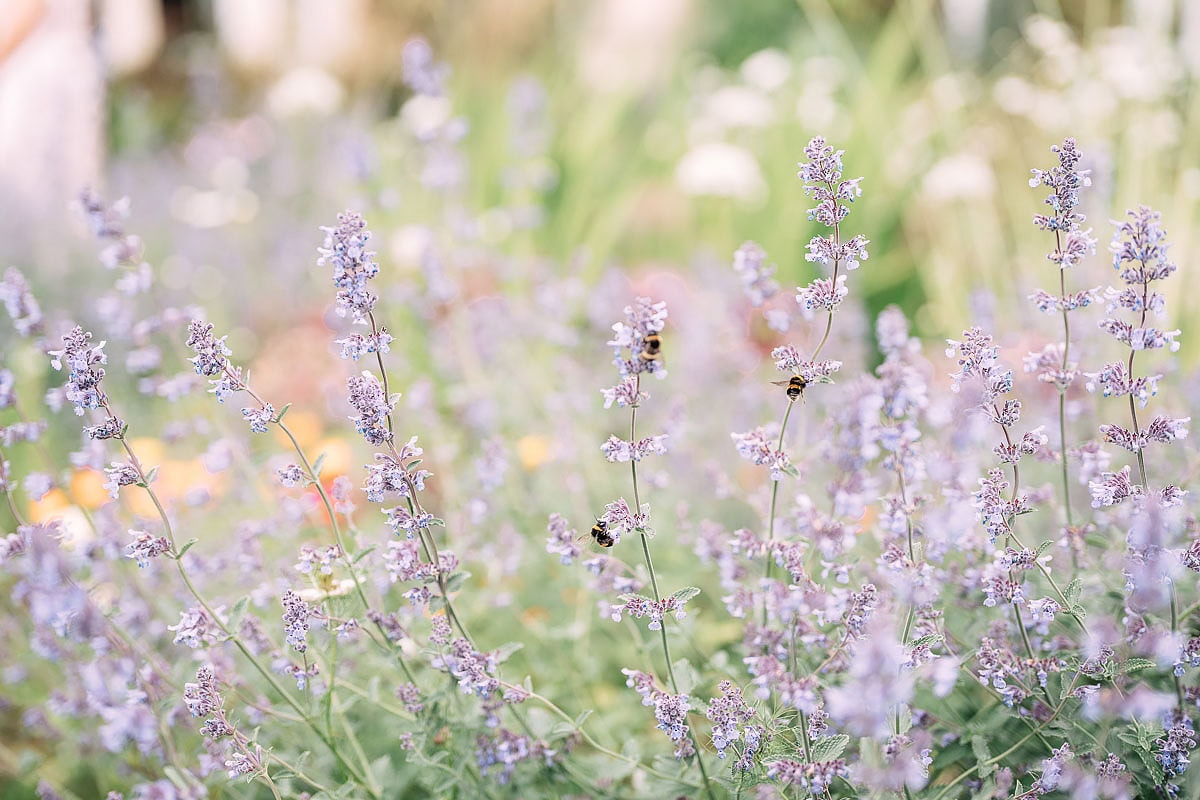 wild flowers