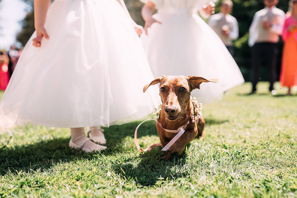 sausage dog at wedding